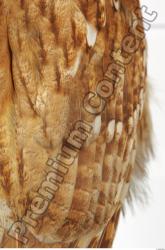 Tawny owl - Strix aluco